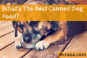 best canned dog food