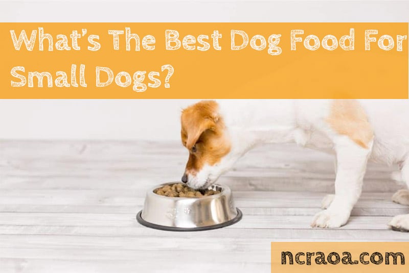 Got A Small Dog? Try This Dog Food (2024) National Canine Research