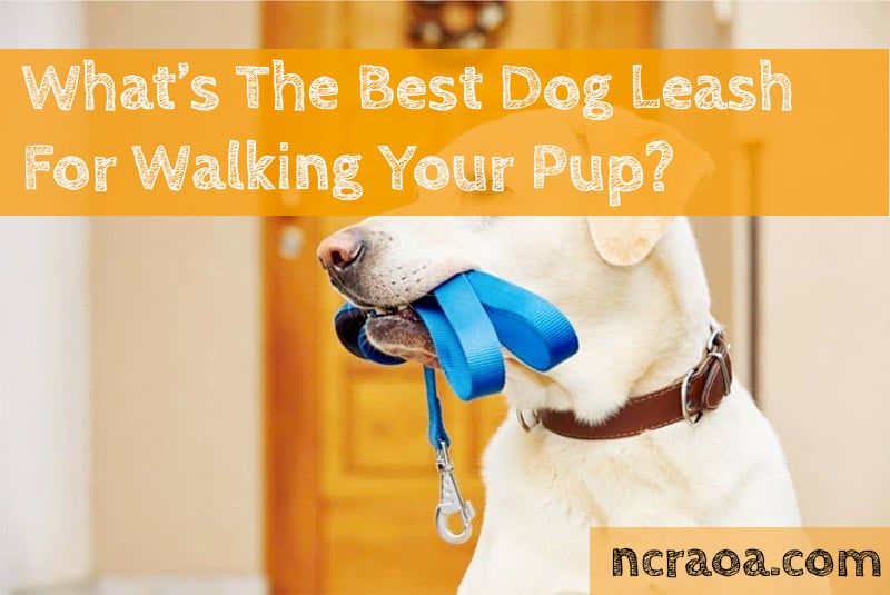 Need A Good Dog Leash For Walks? Try These (2024) 