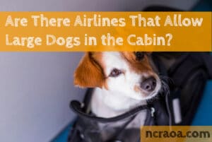 airlines allow large dogs in cabin