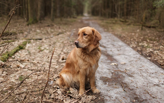 golden retriever in forest