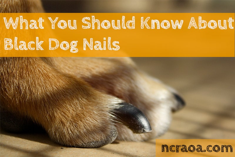 Why Do Dogs Toenails Turn Black? - National Canine Research Association