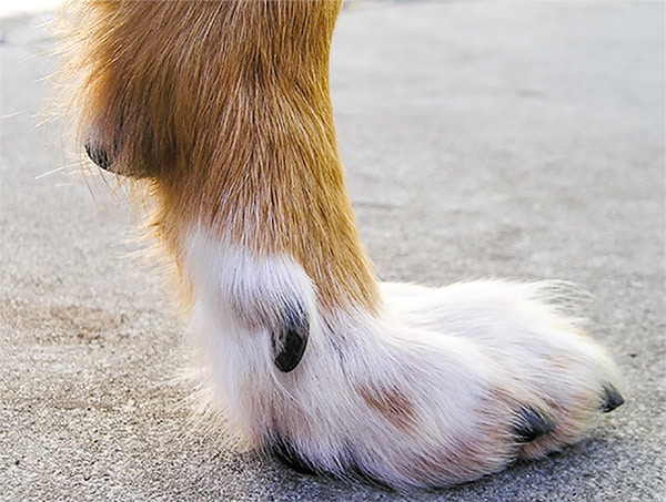 dog dew claw