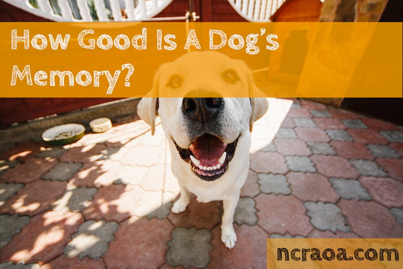 Do Dogs Remember People? (How Long Is A Dog's Memory?) National