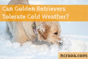 golden retrievers cold weather