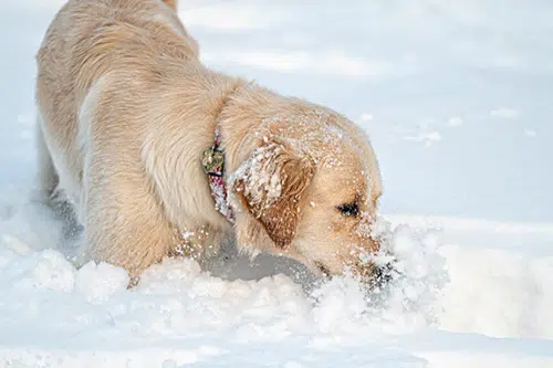 golden retriever puppy in snow