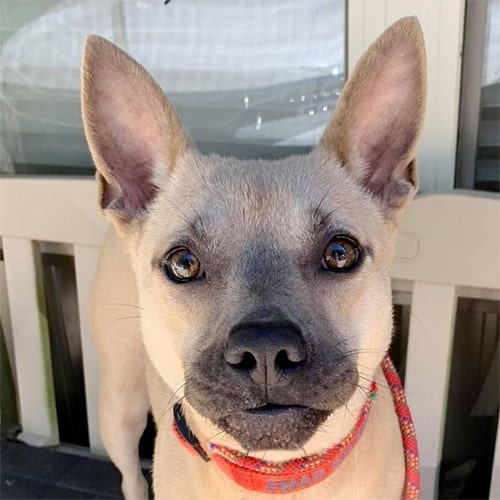  Australian Cattle Dog / Blue Heeler & French Bulldog Mix