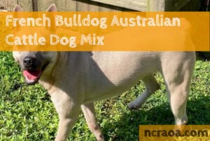 French Bulldog Australian Cattle Dog Mix