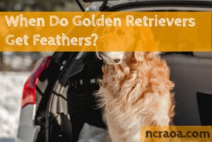 When Do Golden Retrievers Get Feathers?