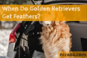 When Do Golden Retrievers Get Feathers?