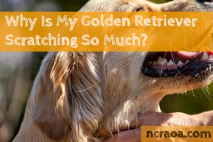 Why Is My Golden Retriever Scratching So Much?