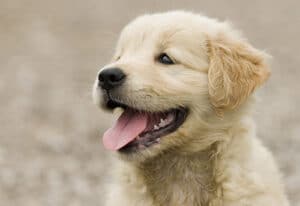 When Do Golden Retrievers Stop Teething? NCRAOA