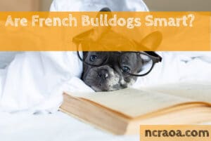 french bulldogs smart