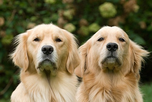 young golden retrievers