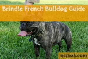 brindle french bulldog guide