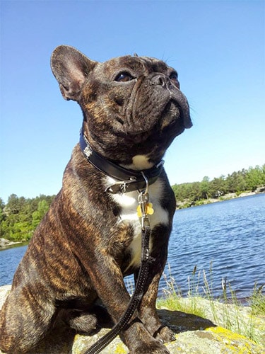 brindle frenchie by lake