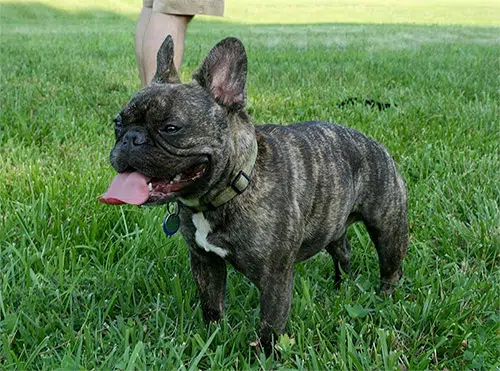 brindle frenchie in grass