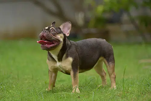 french bulldog in grass