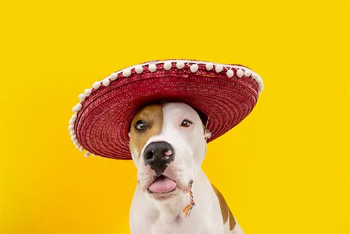 dog in mexican sombrero