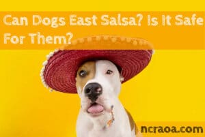 can dogs eat salsa