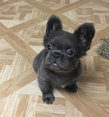 fluffy frenchie puppy