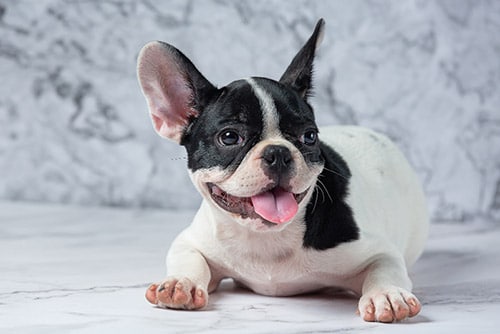 black and white french bulldog