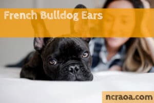 french bulldog ears