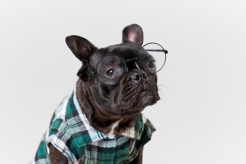 french bulldog in glasses