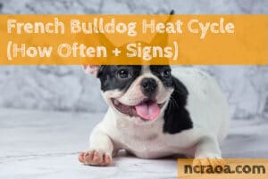french bulldog heat cycle