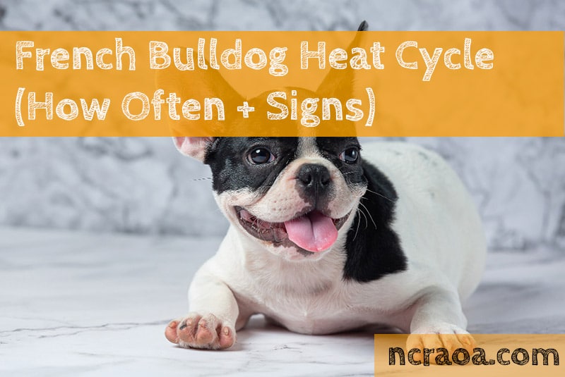 French Bulldog Heat Cycle How Often Signs National Canine 