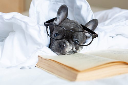french bulldog puppy with glasses reading a book