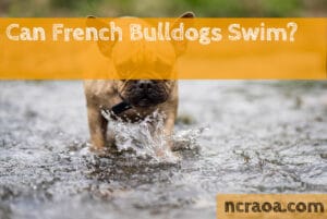 can french bulldogs swim