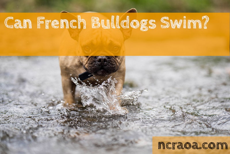 Can French Bulldogs Swim? | National Canine Research Association Of America