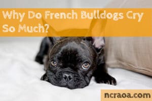 french bulldogs cry so much