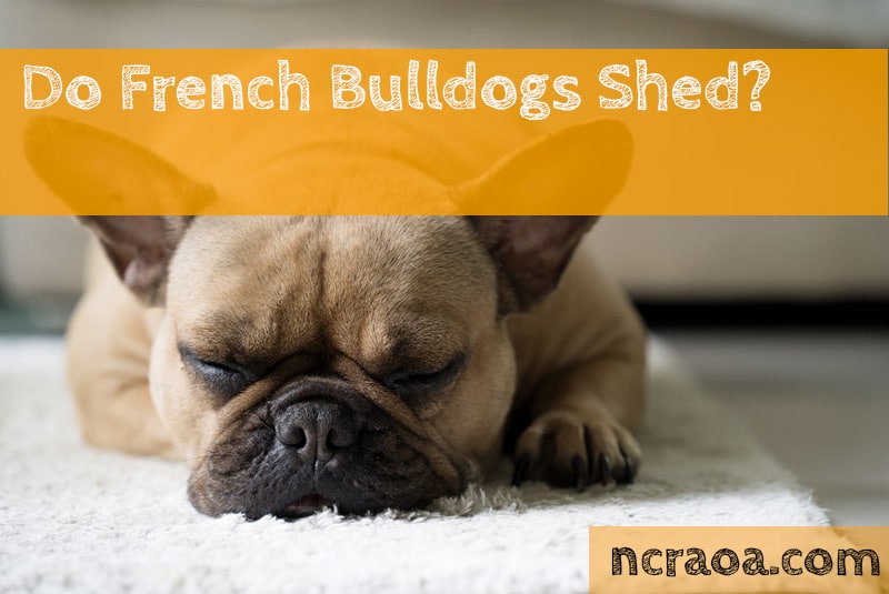 Do French Bulldogs Shed? National Canine Research Association Of America