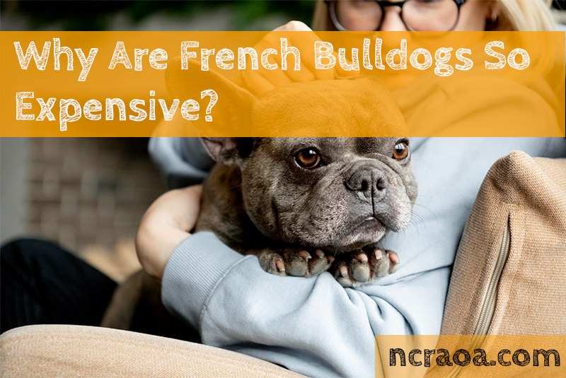 Why Are French Bulldogs So Expensive? National Canine Research