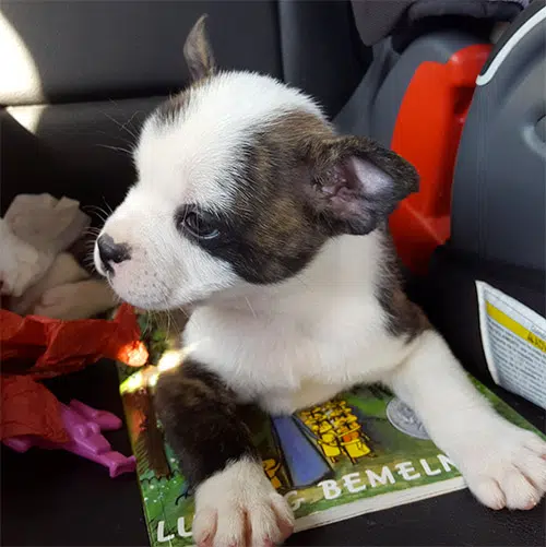 frenchie aussie mix puppy