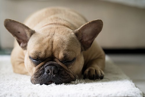 french bulldog sleeping on mat