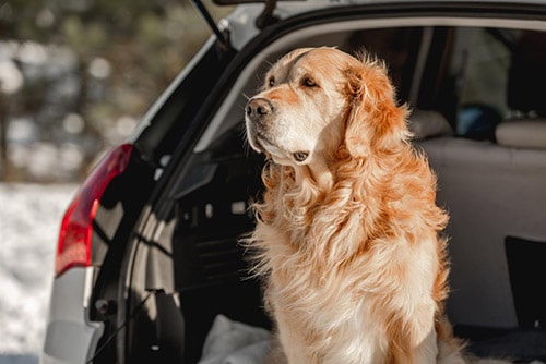 golden retriever in back of car