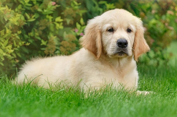 golden retriever puppy in grass