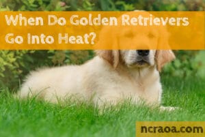 golden retrievers go into heat