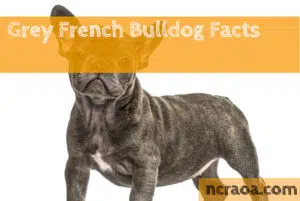 grey french bulldog facts