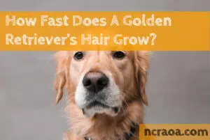 how fast golden retriever hair grow