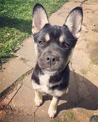 husky french bulldog mix puppy