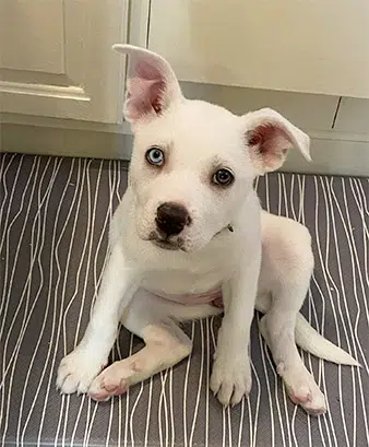 husky french bulldog mix puppy