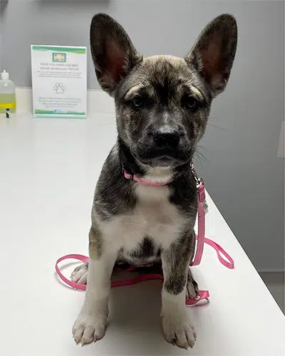 french bullsky puppy