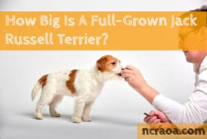 jack russell terrier size