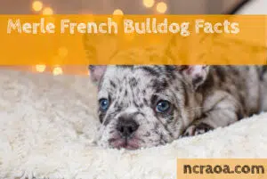 merle french bulldog facts