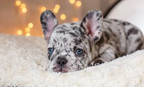 what is a blue merle bulldog