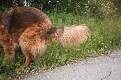 pooping dog